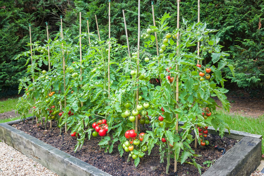 Tomatenpflanzen ziehen - Tomaten pflanzen von der Saat bis zur Ernte