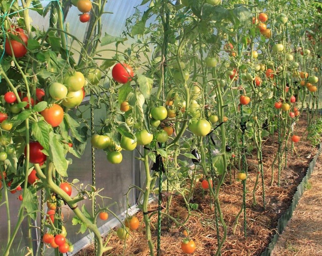 Tomatenpflanzen werden durch Pflanzstäbe gehalten