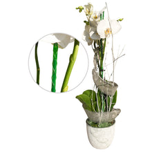 Laden Sie das Bild in den Galerie-Viewer, Pflanzstab Verwendungsbespiel anhand einer Orchidee