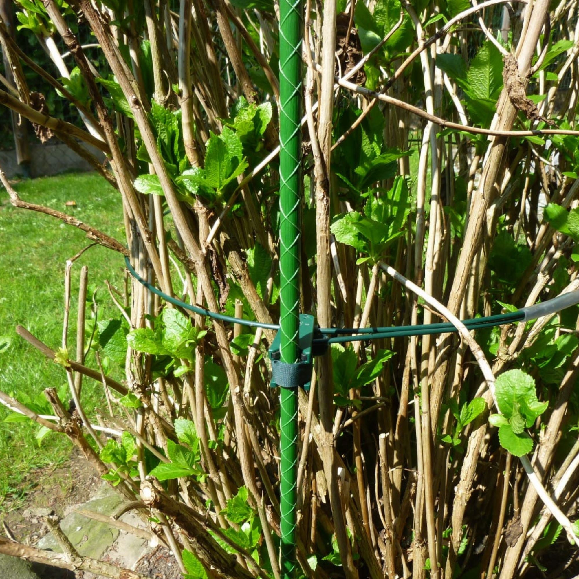 Pflanzenhalter kaufen - Staudenhalter von Ø25-75cm